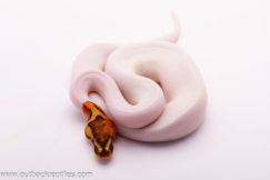High White "two faced" Piebald Ball Python