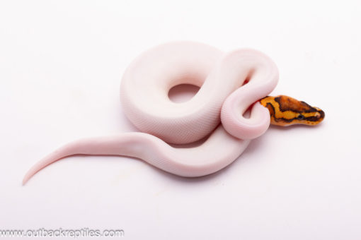 High White "two faced" Piebald Ball Python