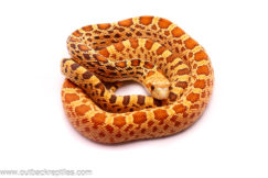 Hypo poss het Patternless Bullsnake