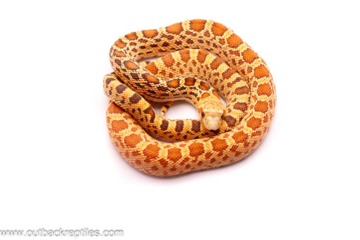 Hypo poss het Patternless Bullsnake