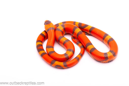 Hypo Tangerine Honduran Milksnake