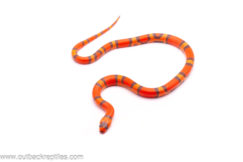Hypo Tangerine Honduran Milksnake