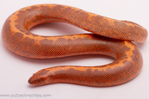 Striped Kenyan Sand Boa