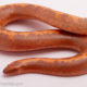 Striped Kenyan Sand Boa
