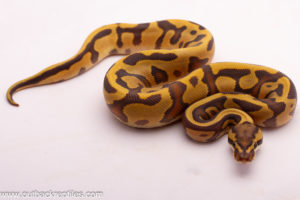 Enchi Leopard Ghost Het.Pied