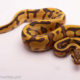 Enchi Leopard Ghost Het.Pied