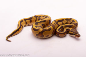 Enchi Leopard Ghost Het.Pied