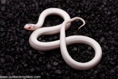 snowflake female1