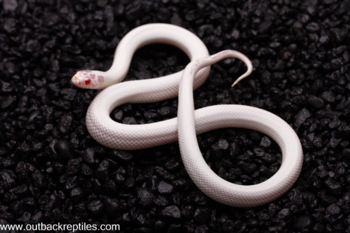snowflake female1