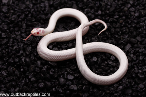 snowflake female1