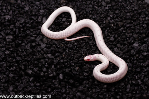 snowflake female2