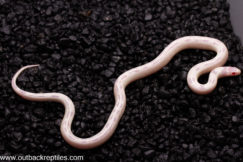 snowflake female3