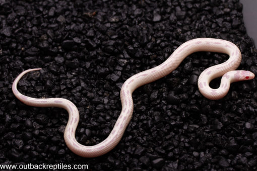 snowflake female3