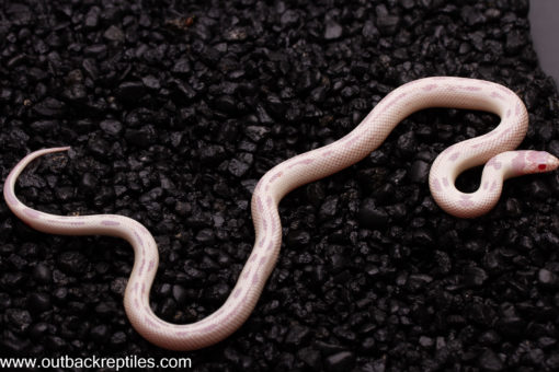 snowflake female3