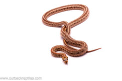 Breedable Pair of Leopard Ratsnakes