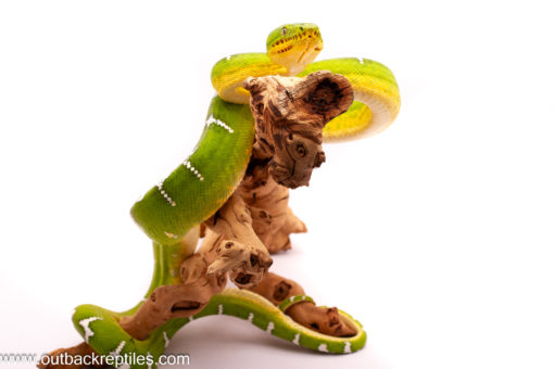 male emerald