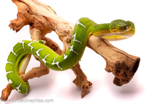 male emerald