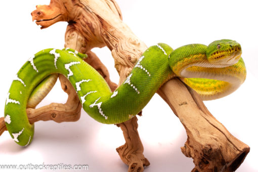 male emerald
