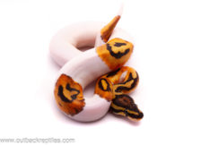 female emoji pied
