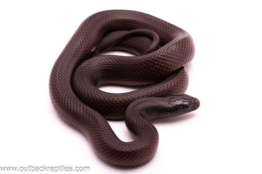 mexican black kingsnake
