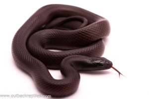 mexican black kingsnake