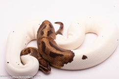 Mixed Emotions Pied