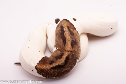 Mixed Emotions Pied