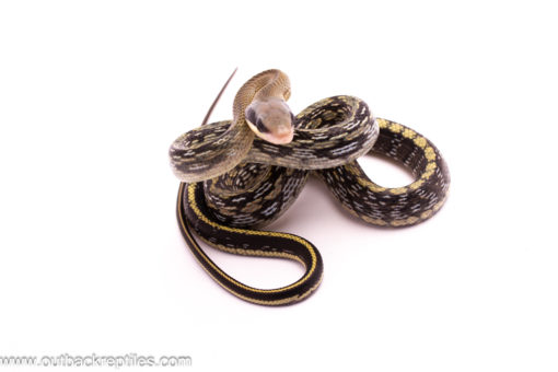 Male Beauty