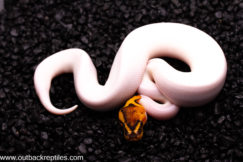 two face pied