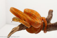 Insane Orange Baby Amazon Tree Boa-Female