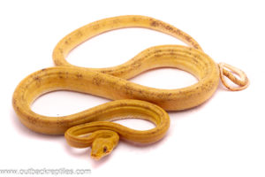 CBB Yellow Amazon Male