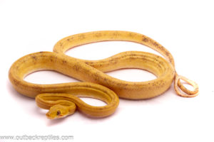 CBB Yellow Amazon Male