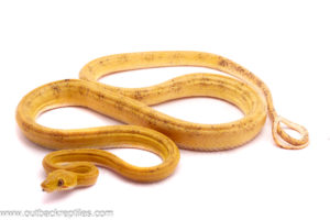 CBB Yellow Amazon Male