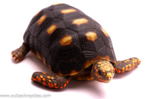 Redfoot tortoise