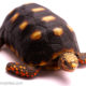 Redfoot tortoise