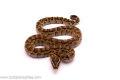 rock python 1