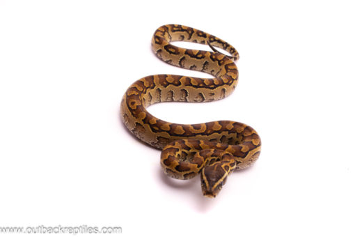 rockpython1