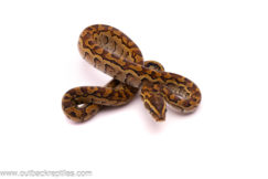 rock python2