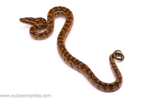 rock python 2