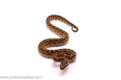 rock python 3