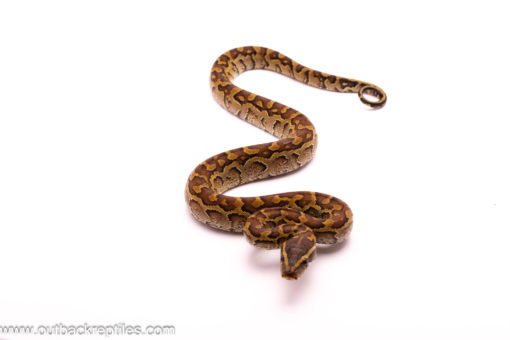 rock python 3