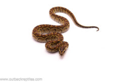 Rock python male