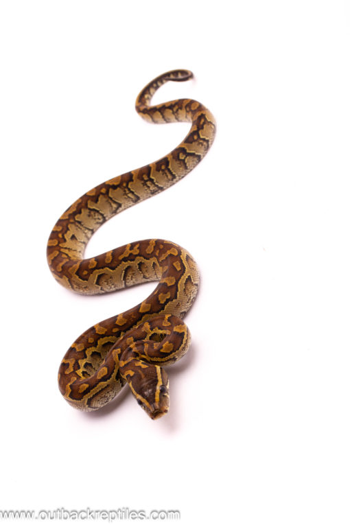 Rock Python male