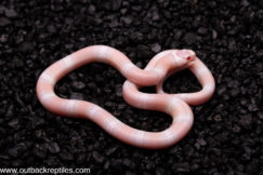 High Pink Snow Honduran Milk snake
