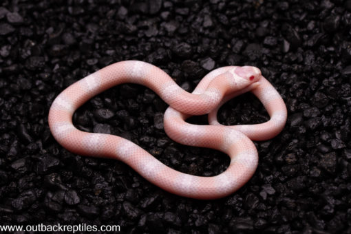 High Pink Snow Honduran Milk snake