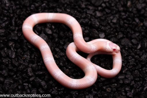 High Pink Snow Honduran Milk snake