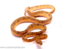 CBB Yellow Amazon Male