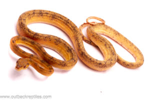 CBB Yellow Amazon Male