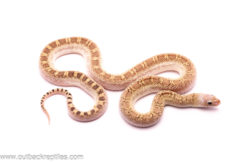 Whitesided poss. het. Hypo Bullsnake