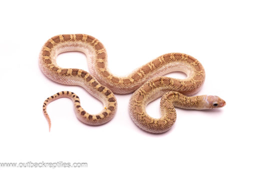 Whitesided poss. het. Hypo Bullsnake